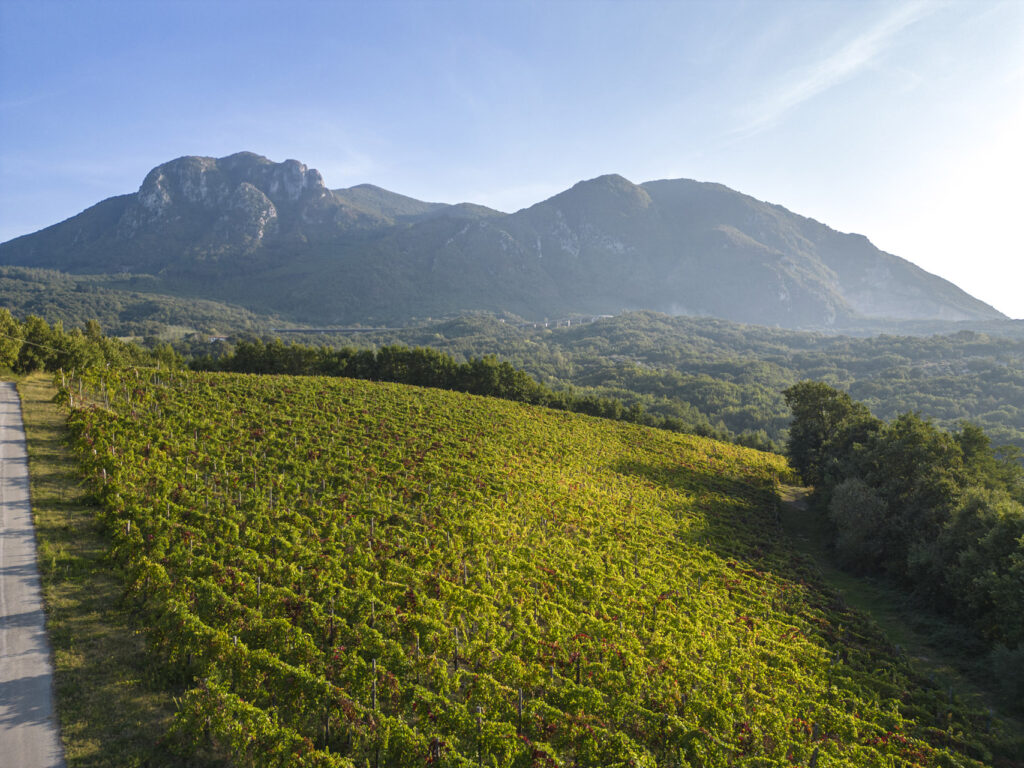 Vitigno Aglianico